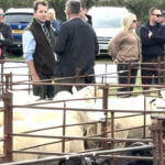 Melton Mowbray Sheep Auction