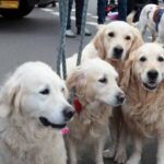 Dog Show Presentation